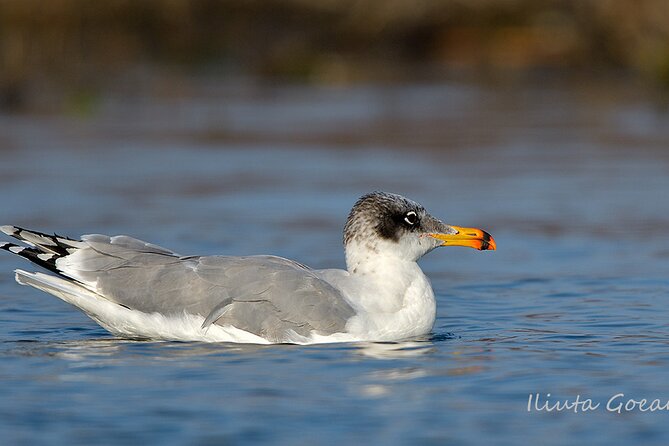 Guided Birdwatching day trip to the Danube Delta - private program - Lunch in a delta village costs extra