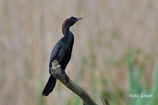Guided Birdwatching day trip to the Danube Delta - private program - Is $578.41 good value for six people?