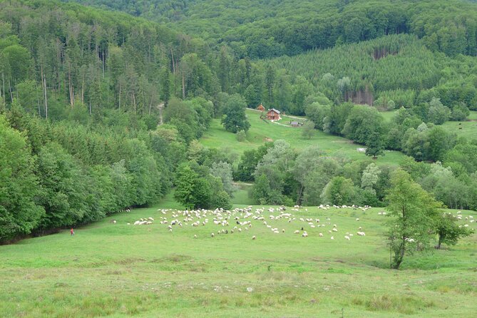 Half Day Tour to Bucovina Painted Monasteries - Who will enjoy this half-day tour most?