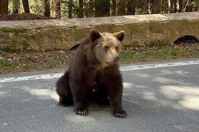 Hike to Poenari Fortress, Vidraru Dam, Argeș Monastery - Private - Mountain roads, bears, and the Transfăgărășan connection