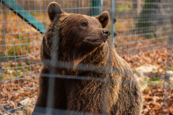 Legends&Wildlife Awaits: Dracula's Castle & Bear Sanctuary - A small vehicle can make this long day easier