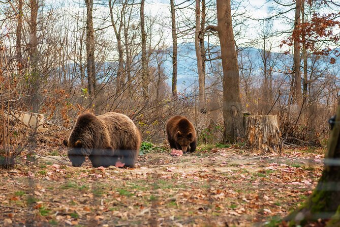 Legends&Wildlife Awaits: Dracula's Castle & Bear Sanctuary - What the guide adds to the road time