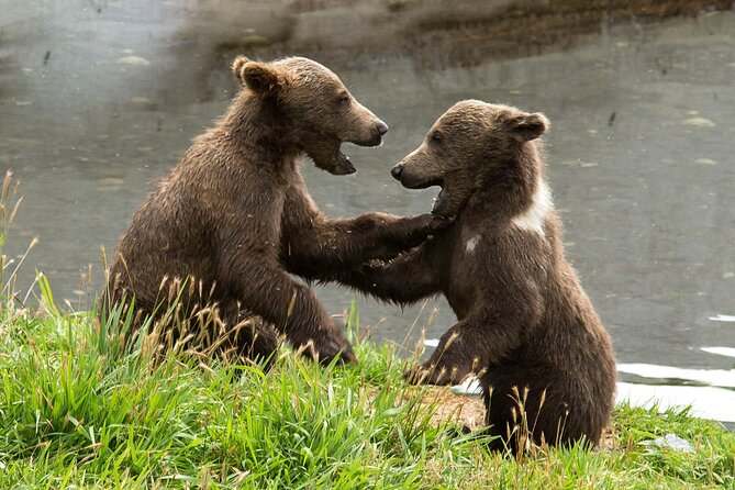 Libearty Bear Sanctuary and Dracula's Castle - Day Tour from Bucharest - Why the bear sanctuary deserves the first stop