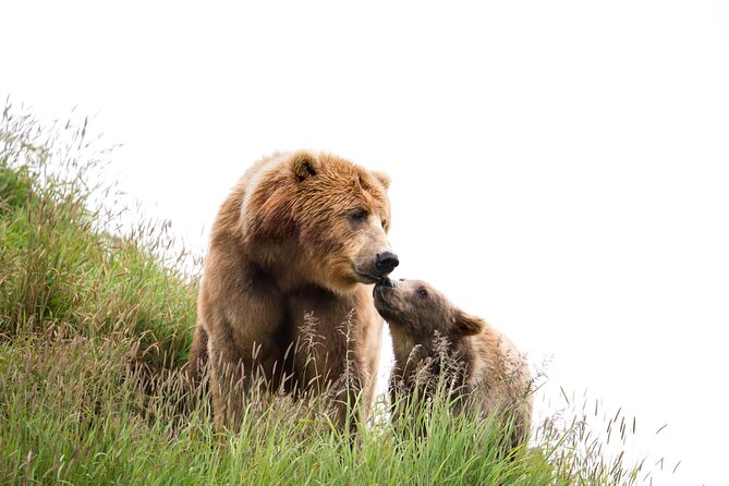 Libearty Bear Sanctuary and Dracula's Castle - Day Tour from Bucharest - The scenic road into Transylvania