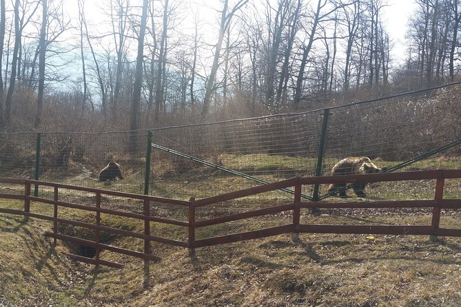 LiBearty Bear Sanctuary Zarnesti Small-Group Trip from Brasov - Why LiBearty is more than a wildlife photo stop