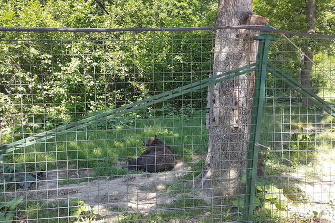 LiBearty Bear Sanctuary Zarnesti Small-Group Trip from Brasov - The stories behind the bears