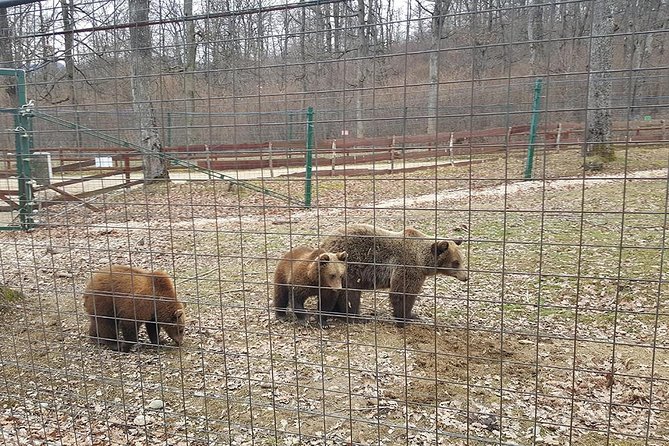 LiBearty Bear Sanctuary Zarnesti Small-Group Trip from Brasov - Is $90.11 a fair price?