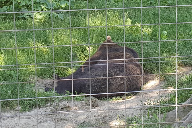LiBearty Bear Sanctuary Zarnesti Small-Group Trip from Brasov - Extra views and the nearby gorge