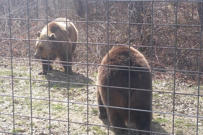 LiBearty Bear Sanctuary Zarnesti Small-Group Trip from Brasov - The 8:30 am start from Brasov