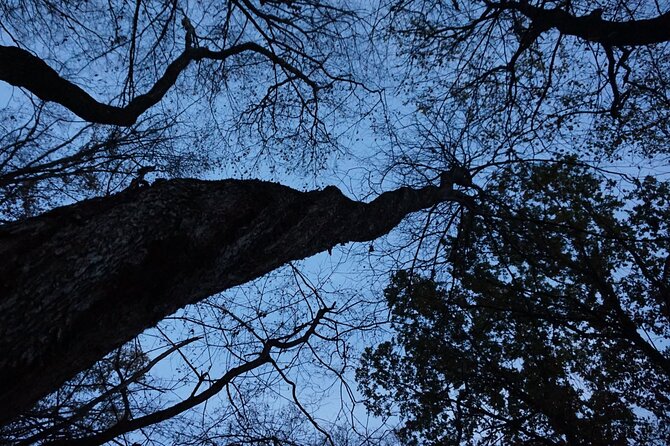 Night Tour in Hoia Baciu Forest - What the private format is worth