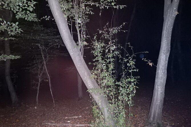 Night Tour in Hoia Baciu Forest - When weather and season change the mood