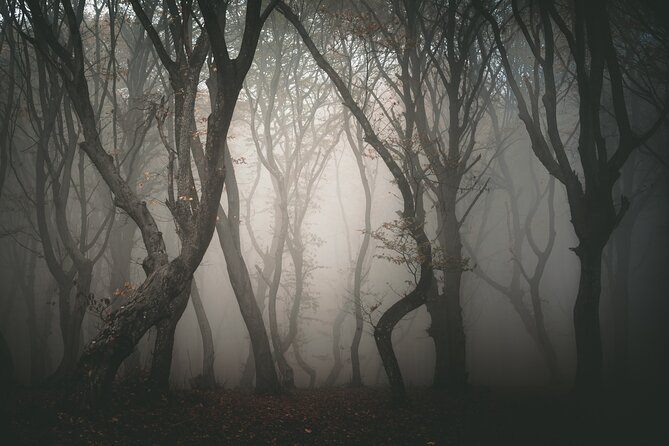 Night Tour in Hoia Baciu Forest - Who should book this night tour