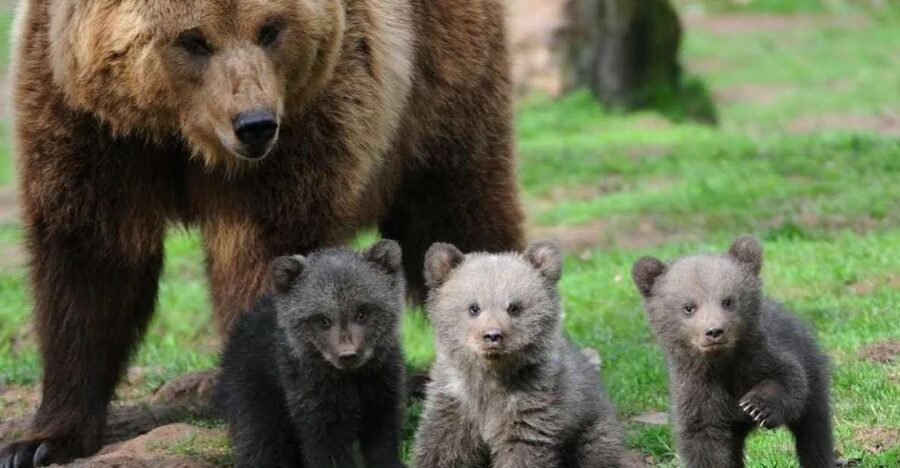 One day trip Bear Sanctuary, Dracula Castle - Key points at a glance