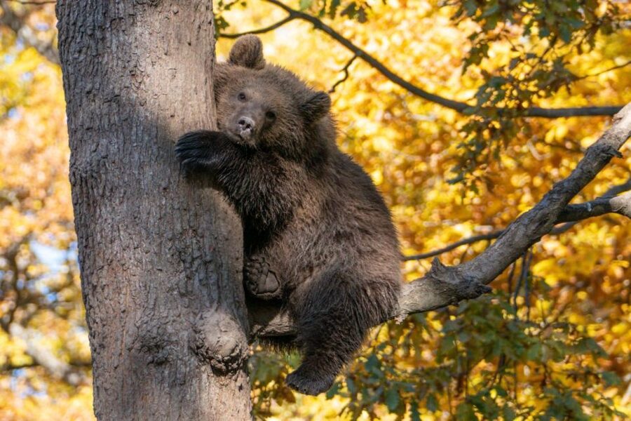 One day trip Bear Sanctuary, Dracula Castle - Why the bear sanctuary changes the day
