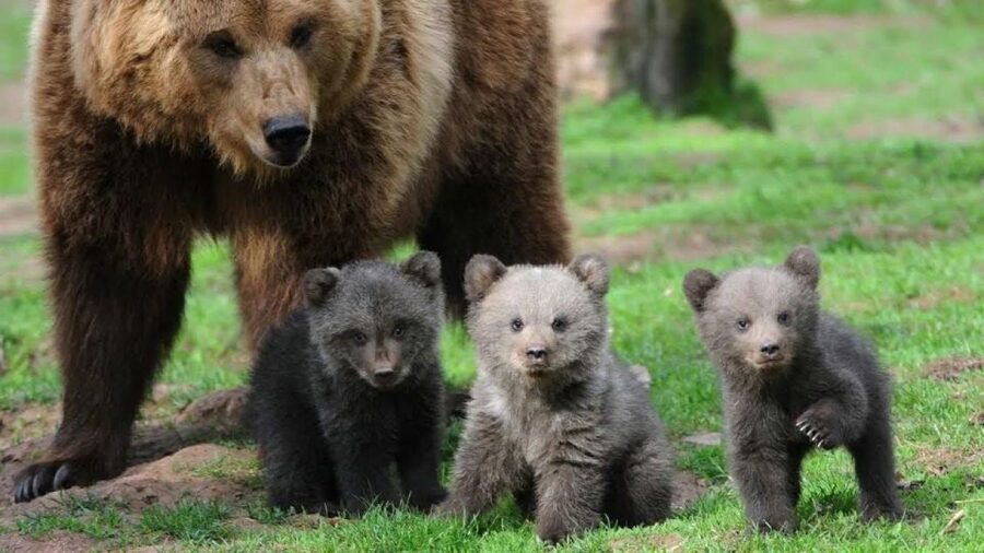 One day trip Bear Sanctuary, Dracula Castle - Bran Castle gives the wildlife visit a different mood