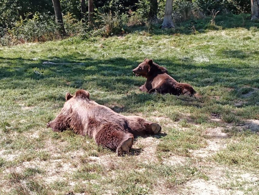 One day trip Bear Sanctuary, Dracula Castle - The views are part of the appeal