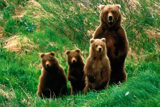 One day trip Bear Sanctuary, Dracula Castle, Rasnov Fortress from Brasov - Why this Brasov day trip works so well