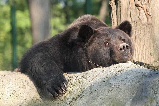 One day trip Bear Sanctuary, Dracula Castle, Rasnov Fortress from Brasov - How the timing really works
