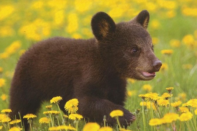 One day trip Bear Sanctuary, Dracula Castle, Rasnov Fortress from Brasov - Who should book this tour