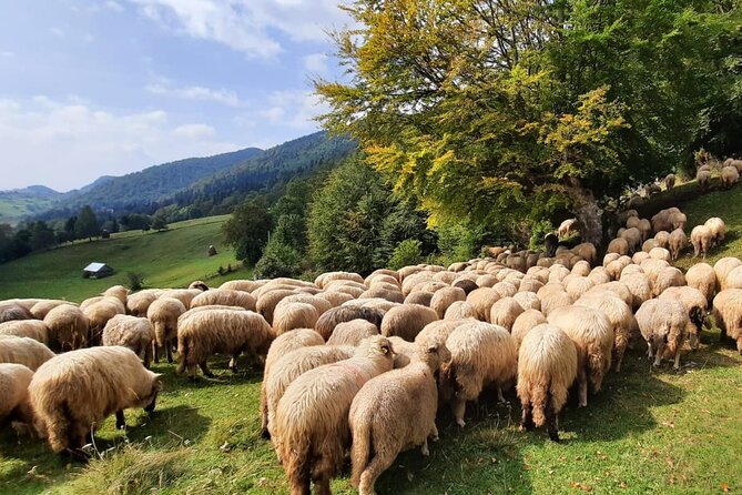 Pestera and Magura Full-Day Private Walking Tour from Brasov - Magura and the payoff of the route