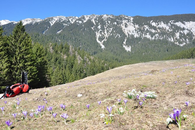 Piatra Craiului National Park Private Hiking Tour from Brasov - What the trail feels like underfoot