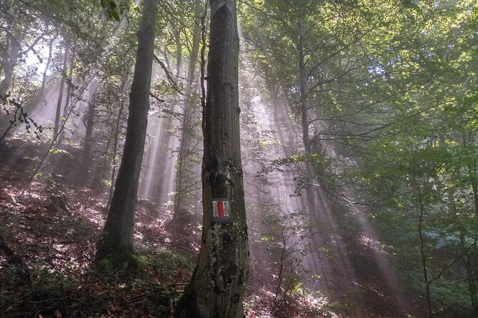 Piatra Craiului National Park Private Hiking Tour from Brasov - Adding Bran Castle after the hike