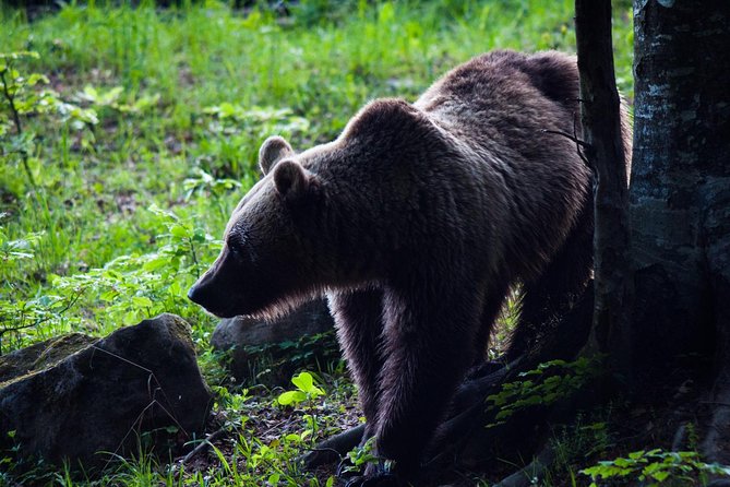 Private Brown Bear Watching Experience near Odorheiu Secuiesc - Key points to know before you book
