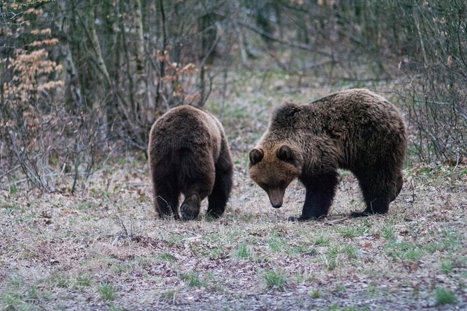 Private Brown Bear Watching Experience near Odorheiu Secuiesc - Three quiet hours waiting for bears