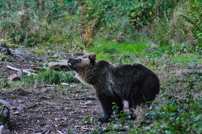 Private Brown Bear Watching Experience near Odorheiu Secuiesc - Safety, ethics, and the value of the hide