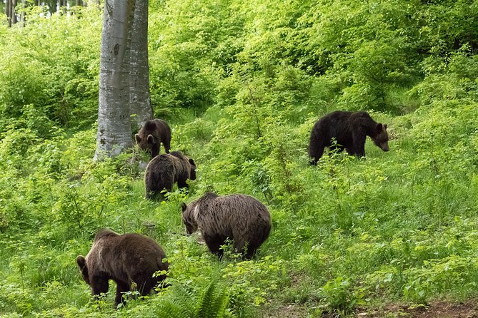 Private Brown Bear Watching Experience near Odorheiu Secuiesc - What the $82.80 price includes