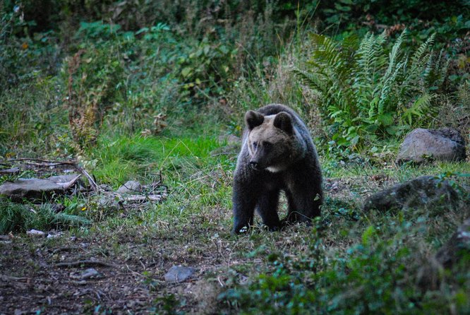 Private Brown Bear Watching Experience near Odorheiu Secuiesc - Who will enjoy this most