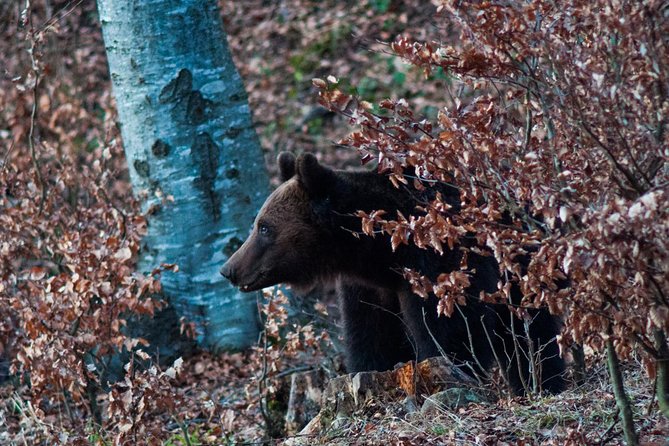 Private Brown Bear Watching Experience near Odorheiu Secuiesc - Timing, weather, and practical planning