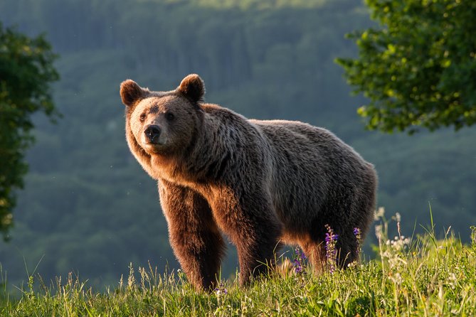 Private Brown Bear Watching Experience near Odorheiu Secuiesc - The short forest walk to the hide