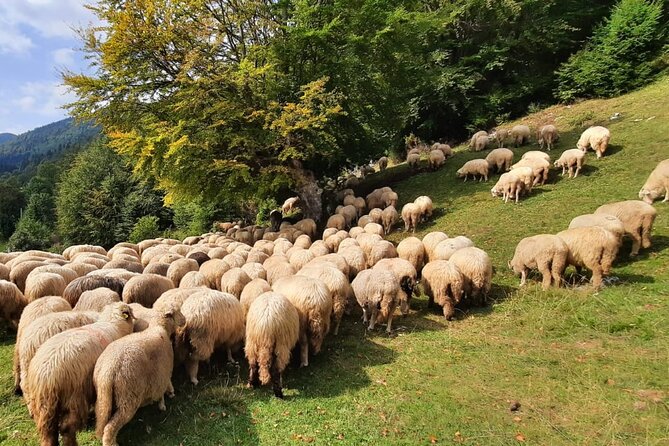 Private Full-Day Hiking Tour in Piatra Craiului National Park - Who should book this experience