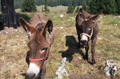 Private Full-Day Hiking Tour in Piatra Craiului National Park
