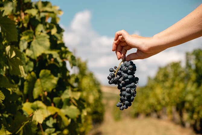 Private Tasting Expedition Along Romania’s Most Famous Wine Route - Who will get the most from this day?