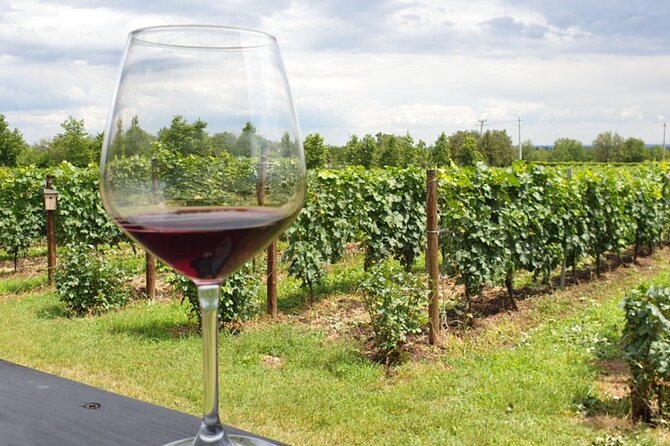 Private Wine Tasting in Cellar and the Winemaking process - Who will enjoy this day most