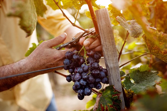 Romanian Wine Tasting - A quiet day in the Sub-Carpathian hills