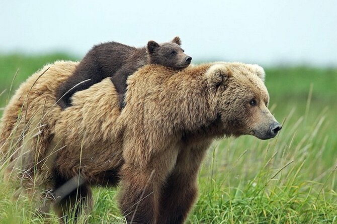 Small-group max 7 - Top Gear Road - Transfăgărăşan Highway - Bear sightings and responsible wildlife expectations