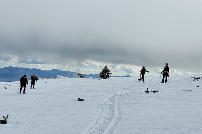 Snowshoeing Fun Tour from Cluj Napoca - Forest paths, viewpoints, and winter ecology