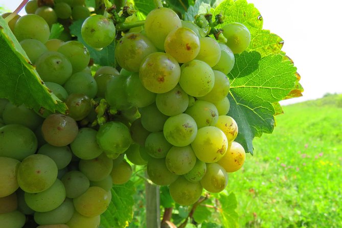 The wine route by bike - Who will enjoy this ride most