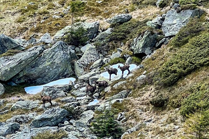 Transfagarasan Highway and Bran Castle Day Trip From Brasov - Bran Castle after the mountain road