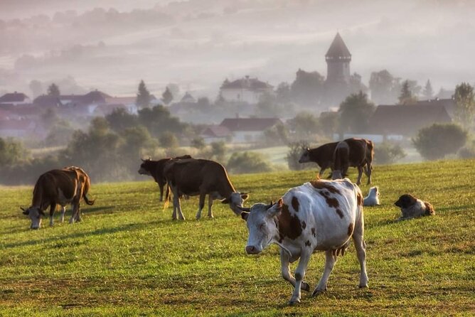 Transfer Bucharest -Brasov with Targoviste and Bran Castle visits - What the private guide changes