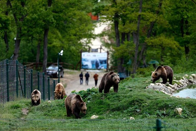 Transylvania with Dracula Castle, Bear Sanctuary and Brasov - Libearty Bear Sanctuary: the day’s most meaningful stop