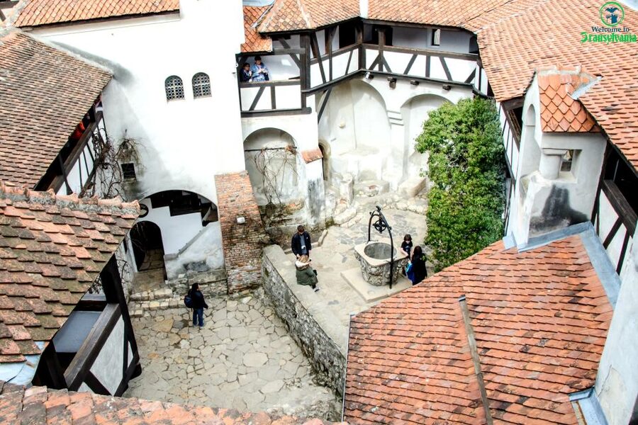 Visit Bear Sanctuary and Bran Castle from Brasov - LiBEARty Sanctuary: the emotional heart of the trip