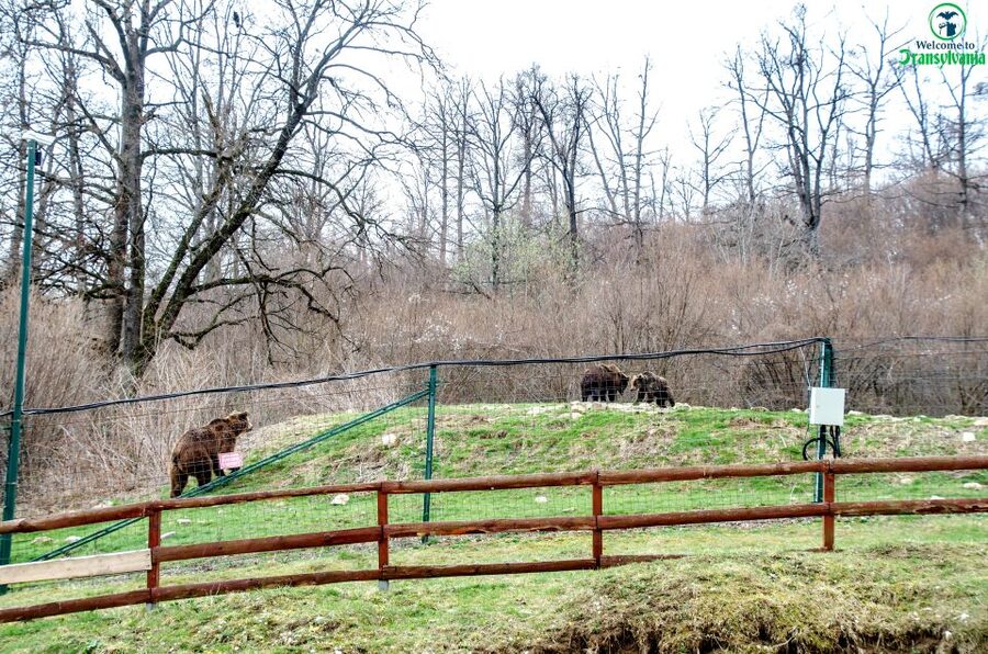 Visit Bear Sanctuary and Bran Castle from Brasov - The 25-minute transfer to Bran