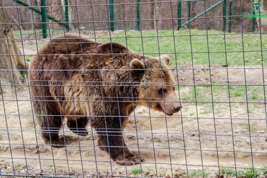 Visit Bear Sanctuary and Bran Castle from Brasov - Timing, crowds, and the best way to prepare