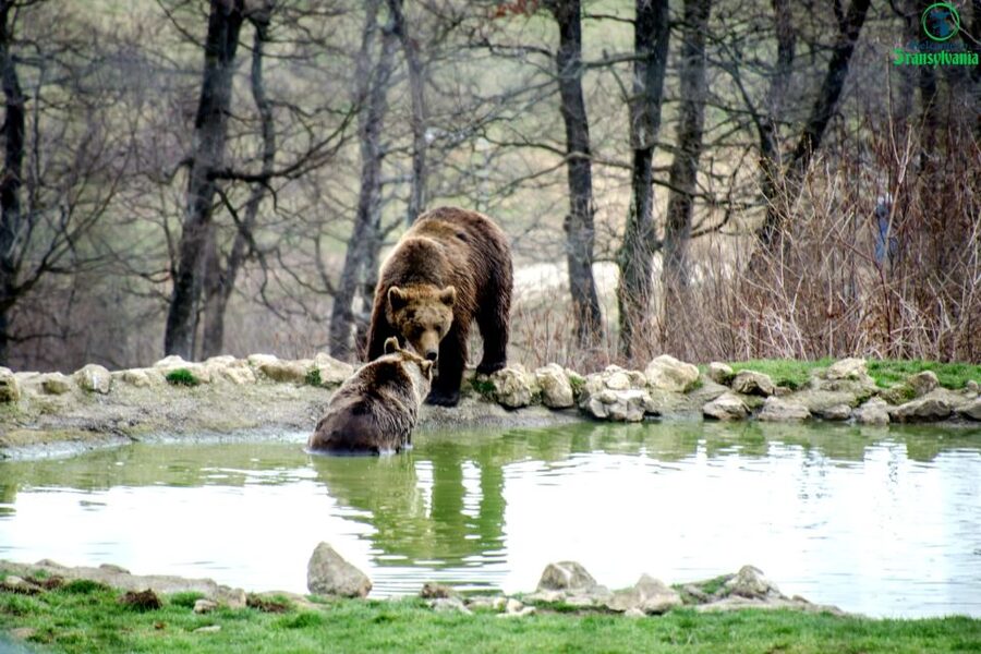 Visit Bear Sanctuary and Bran Castle from Brasov - How this compares with going alone